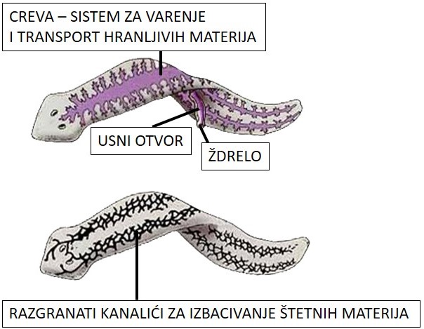 gradja_planarija_creva_cevcice_objasnjenje